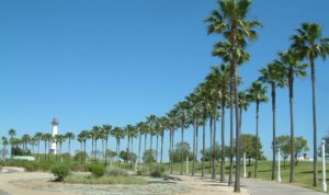 palm trees