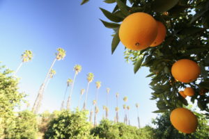 property with oranges hanging on a tree