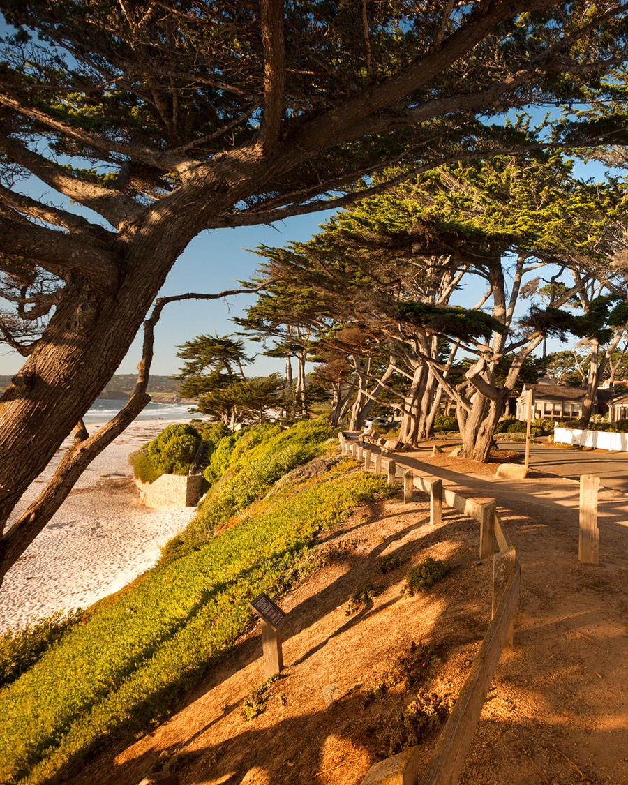 Cypress